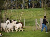 De ferme en ferme - La Ferme de Kalmia_Cottance