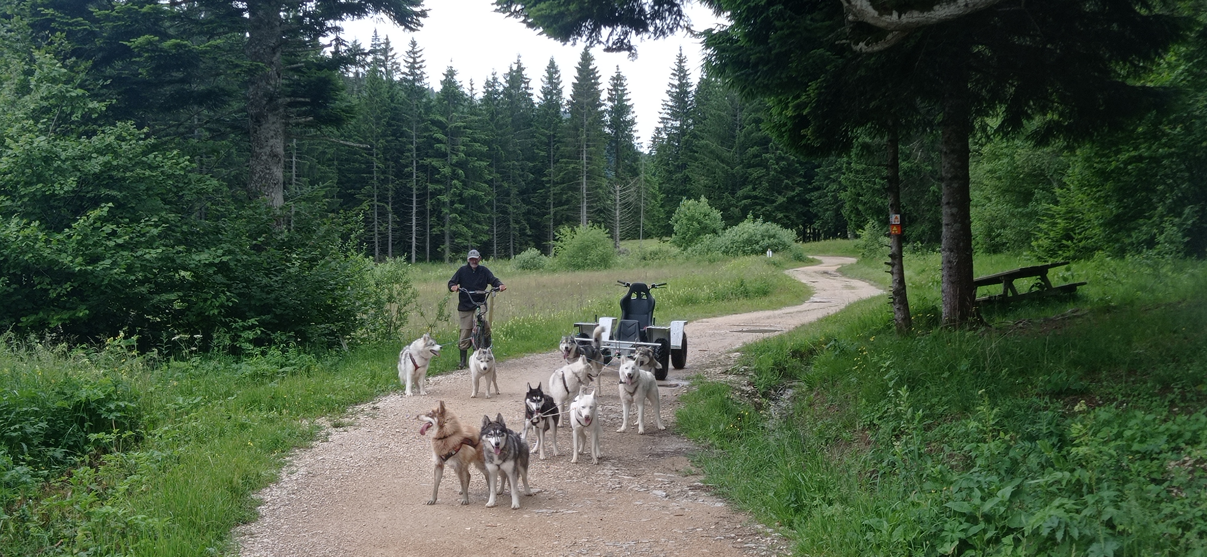 Baptme en traneau  chiens avec Symbiose