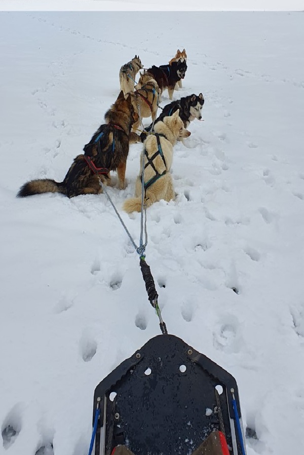 Deviens un vrai petit musher !