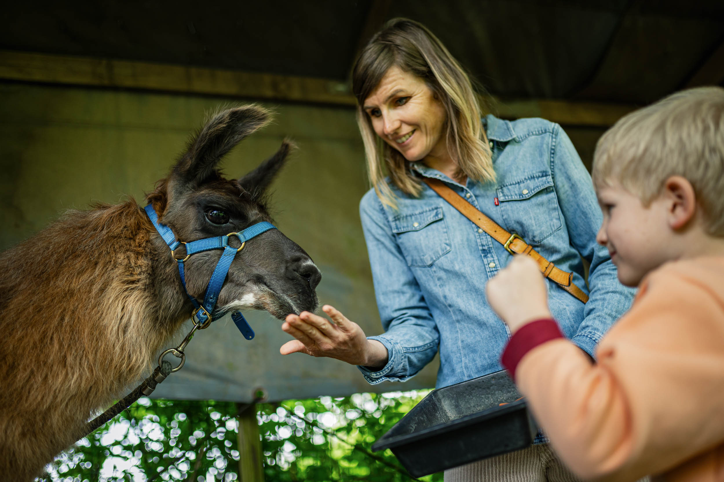 J'irai voir les lamas
