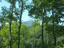 Arboretum de Royat