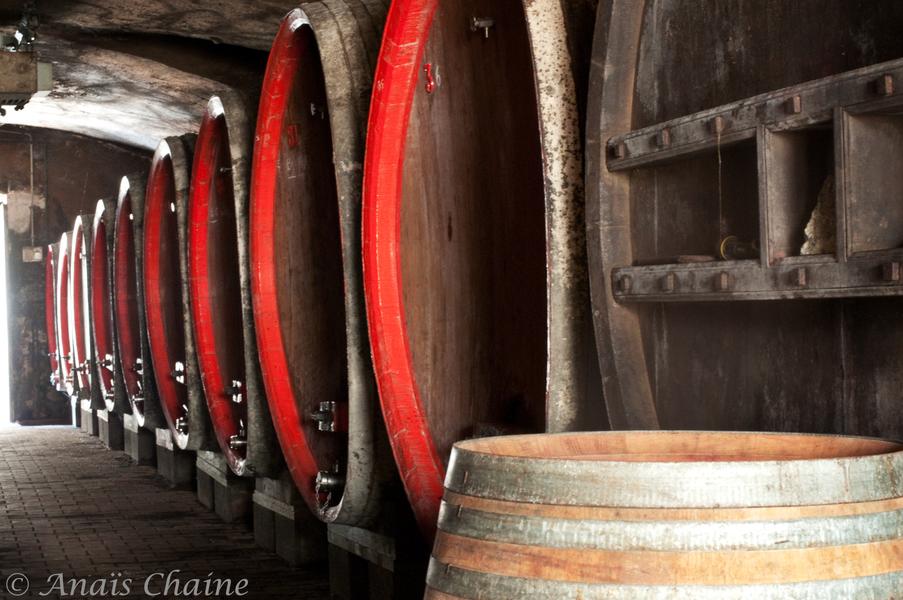 Cave avec foudres de chêne