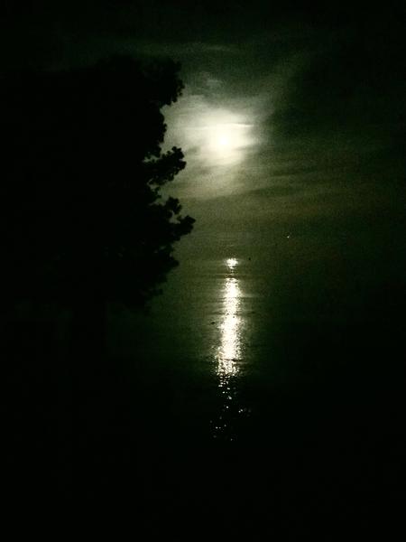 MARCHE CONNEXION AUX ARBRES MÉDITATION PLEINE LUNE