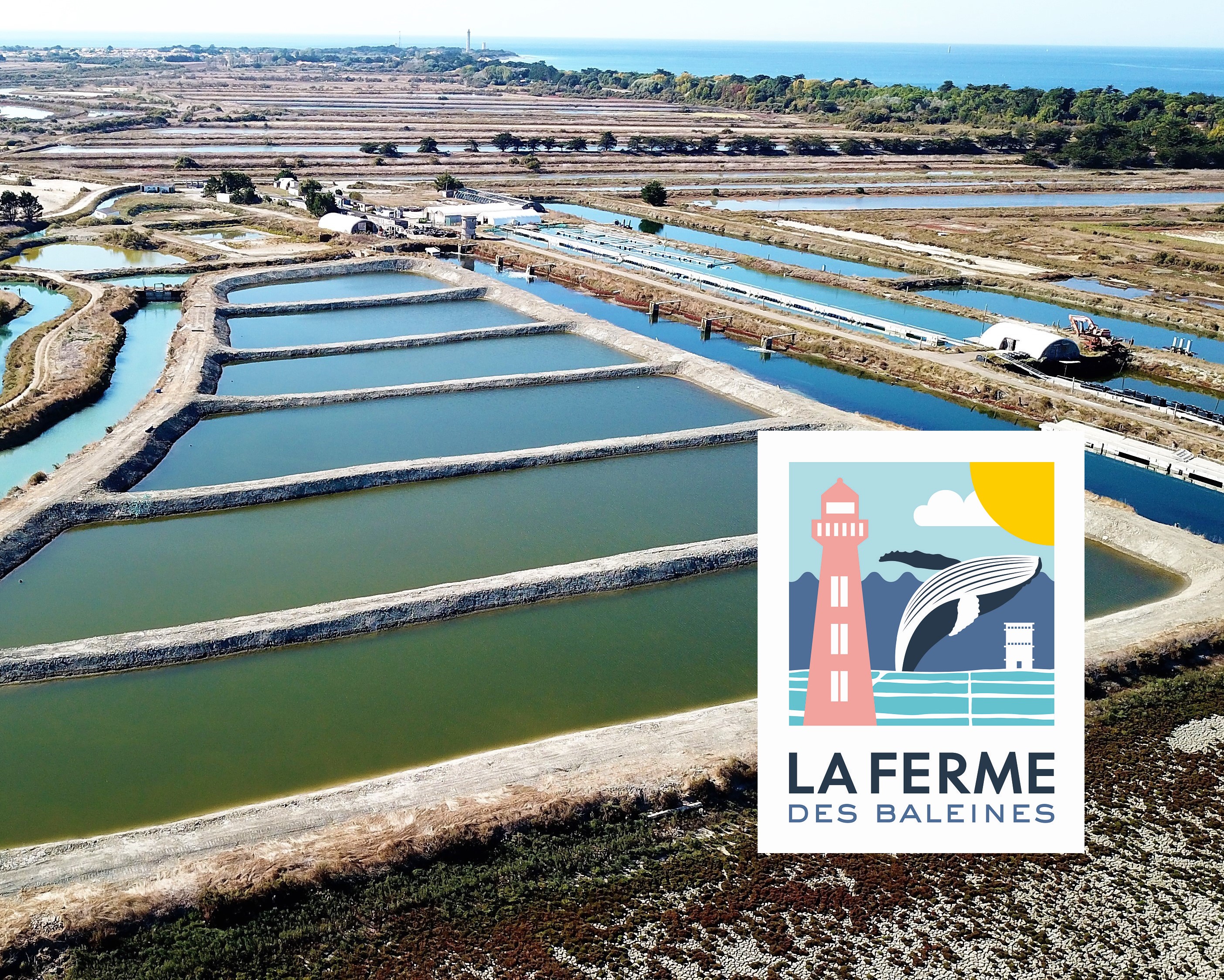 Les huîtres et plantes des marais de la Ferme des Baleines -  Saint-Clément-des-Baleines | Destination Ile de Ré | Site Officiel de  lOffice de Tourisme