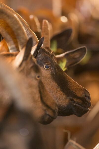 Chevriers d'Echazeaux