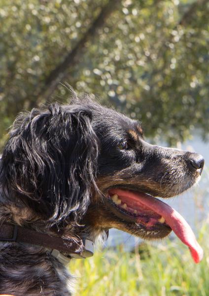 Randonnée accompagnée spéciale chiens