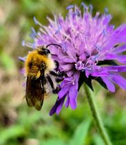 À la découverte des insectes pollinisateurs_Arcon