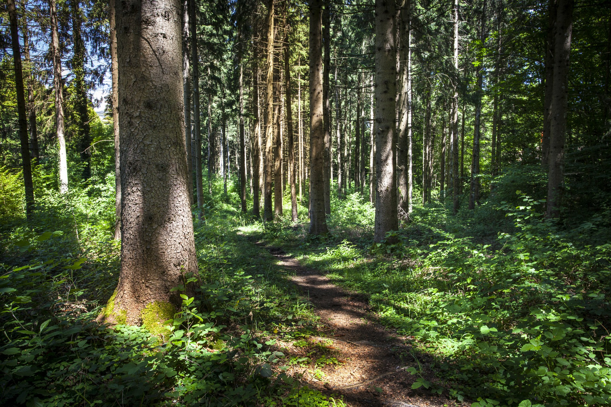 Relais des bois