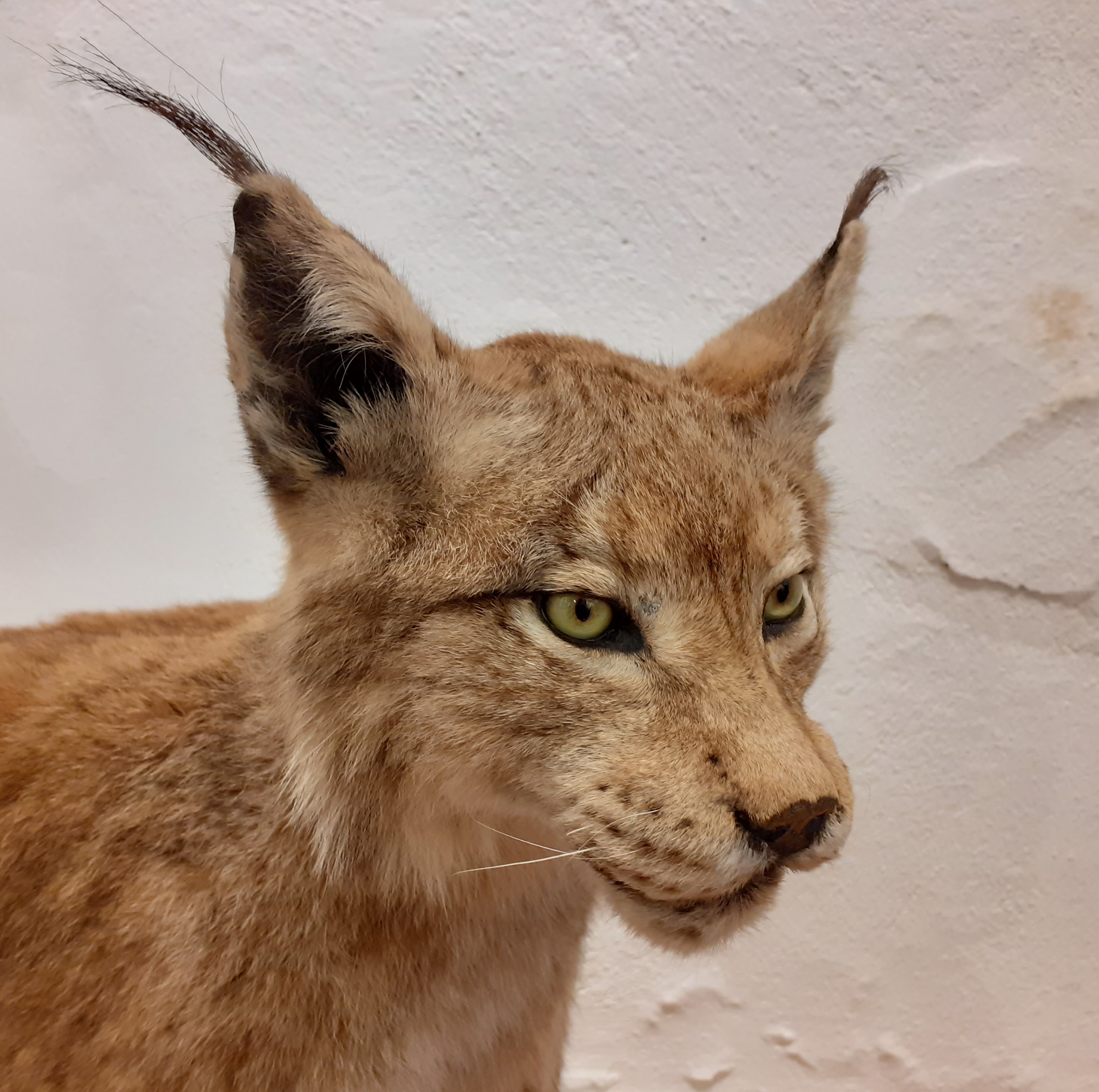 Museum Requien - Lynx