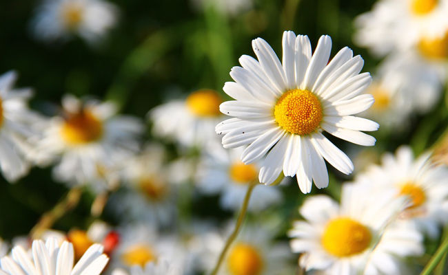 Fête de la Sainte Marguerite