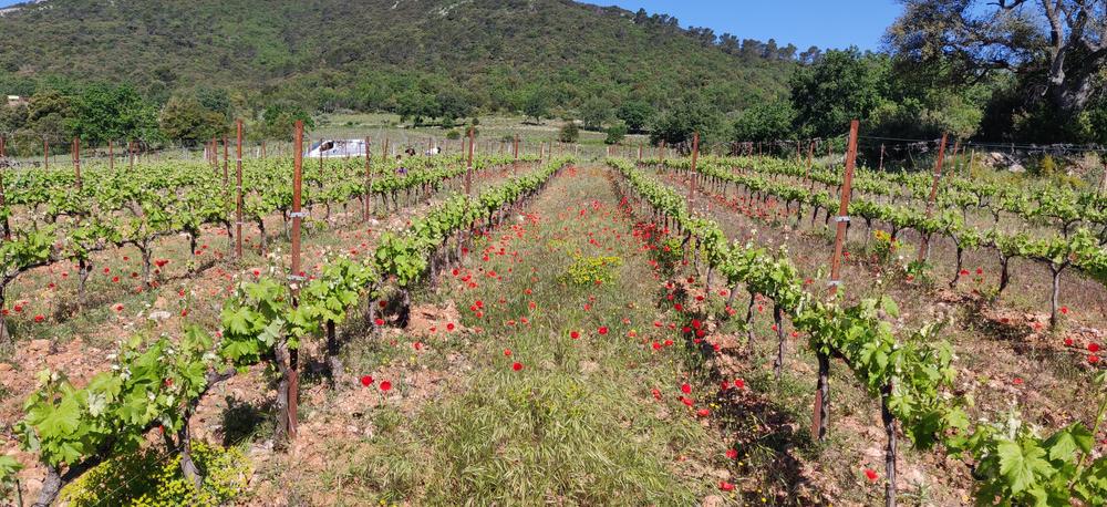 Domaine du Deffends_Saint-Maximin-la-Sainte-Baume