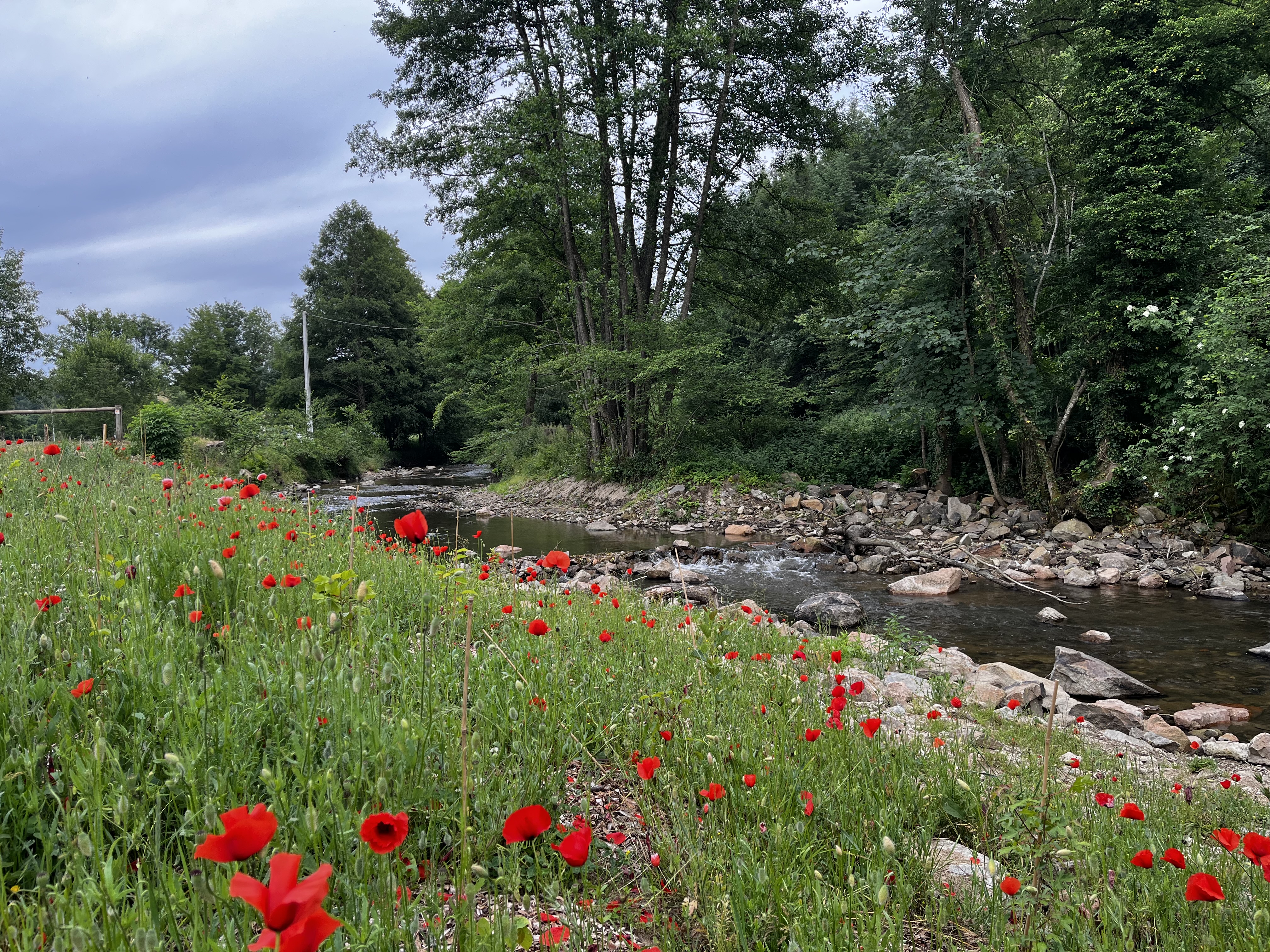 Au bord de l'eau au printemps
