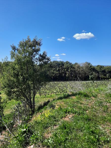 Balade dans les Vignes au Château des Bormettes à La Londe-les-Maures
