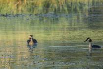 Vol en Dombes  : Observons les oiseaux de l'étang Prêle