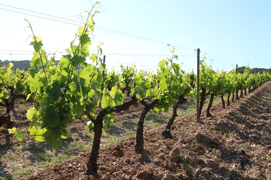 Domaine de la Courtade vin de l'île de Porquerolles