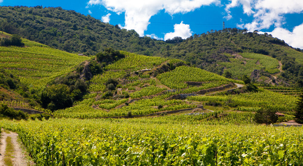 Domaine Alain Voge