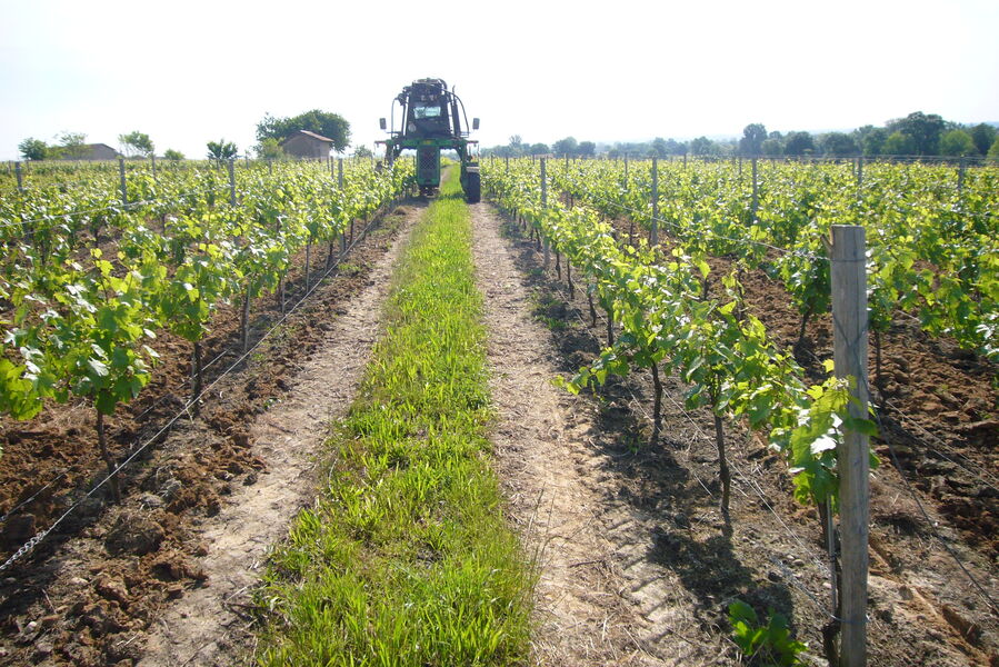 Vignobles Bulliat à Villié-Morgon