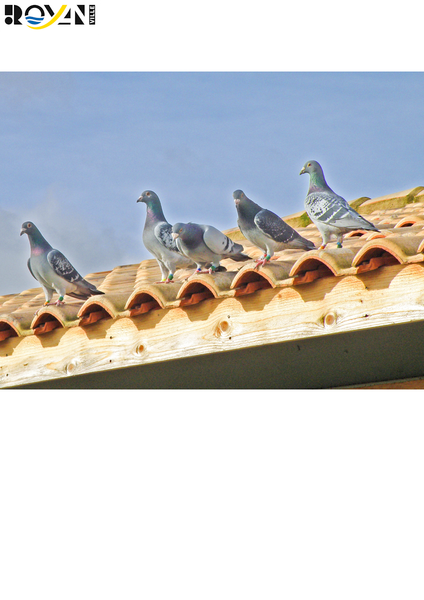 Conférence | Les pigeons au service de l’homme à travers les âges