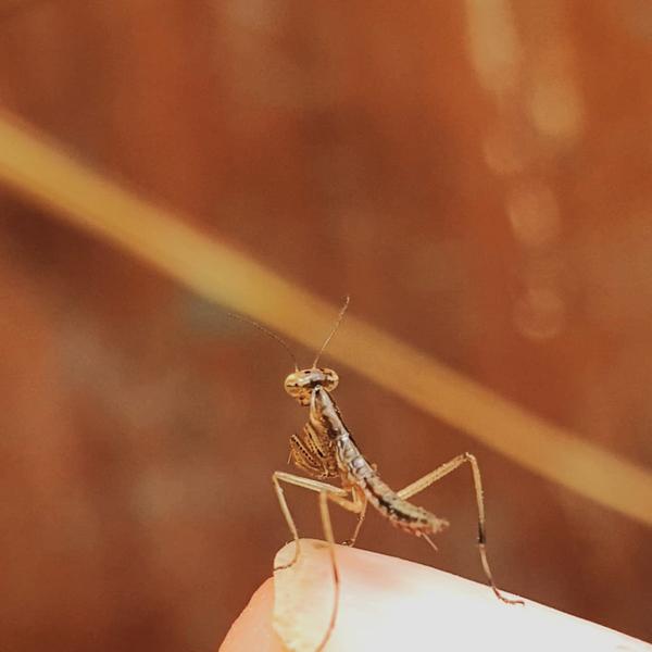 La mini-ferme Path'O Calme - Trept - Balcons du Dauphiné - Nord-Isère - à moins d'une heure de Lyon