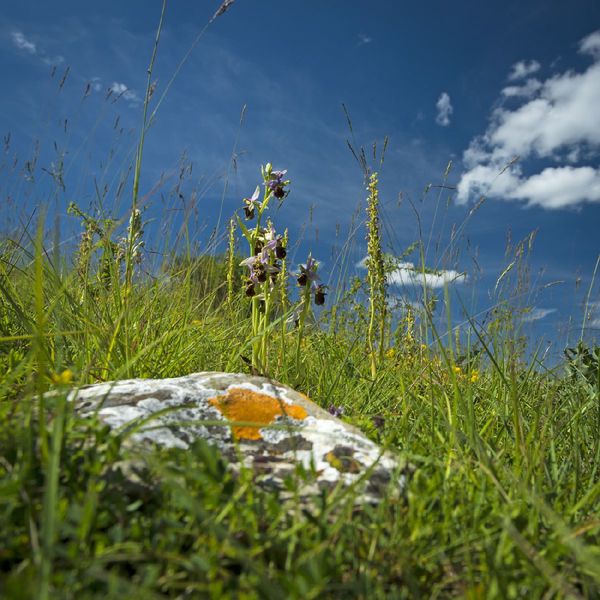 ENS Etang de Marsa et pelouse sèche