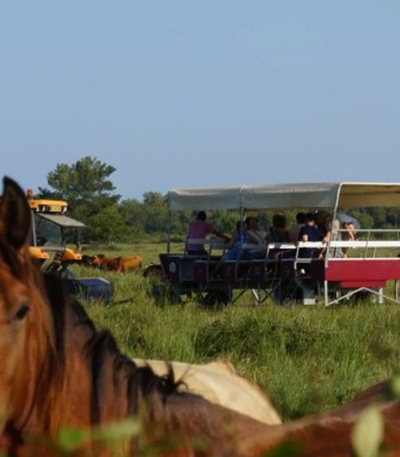 Visiter le Haras des Bruns au coeur d’une manade