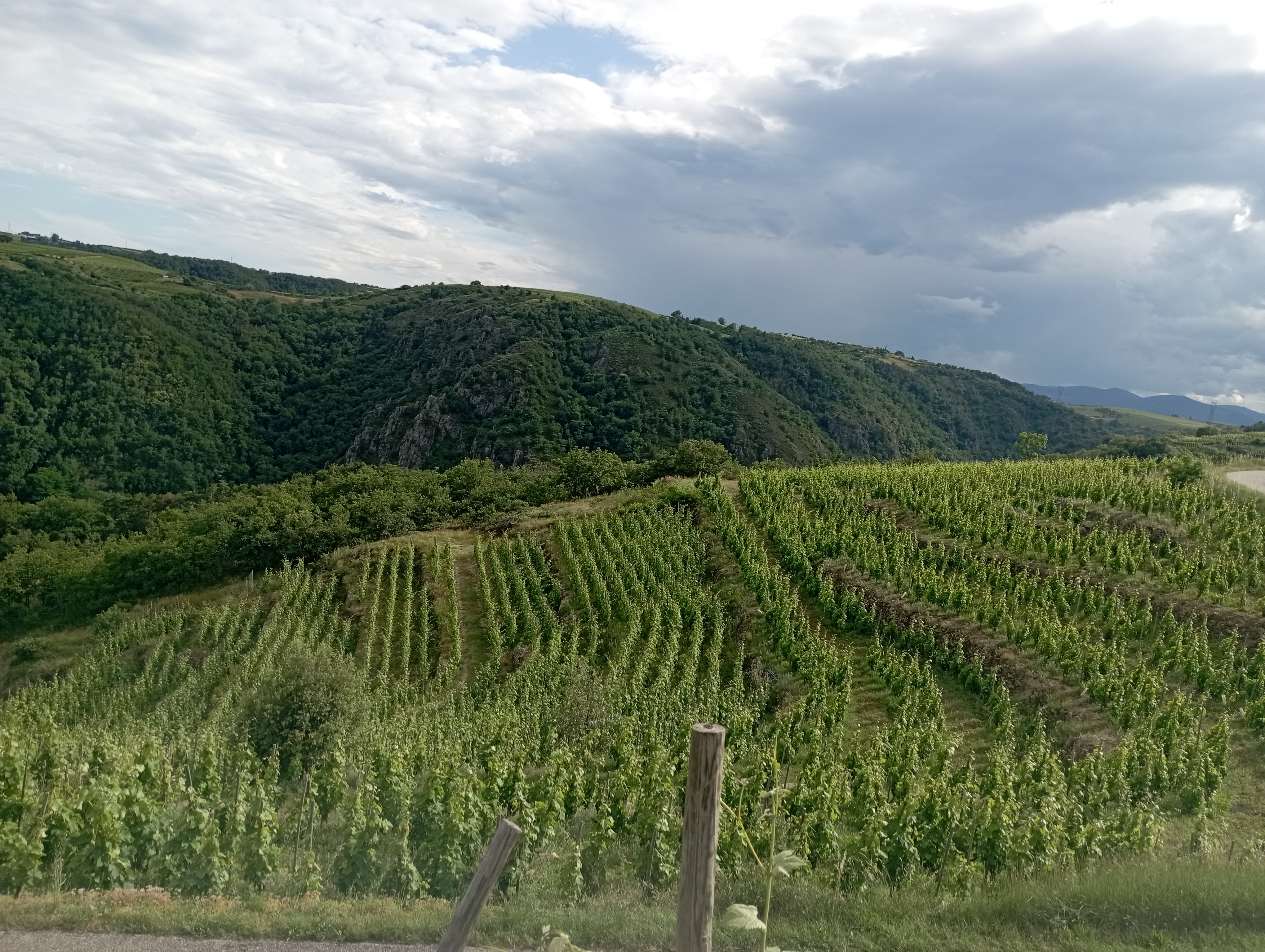 vignoble