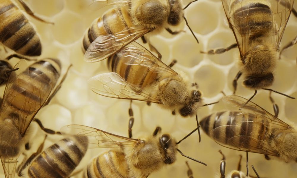 Visite de la Miellerie à la Ferme des Abeilles_Lagorce