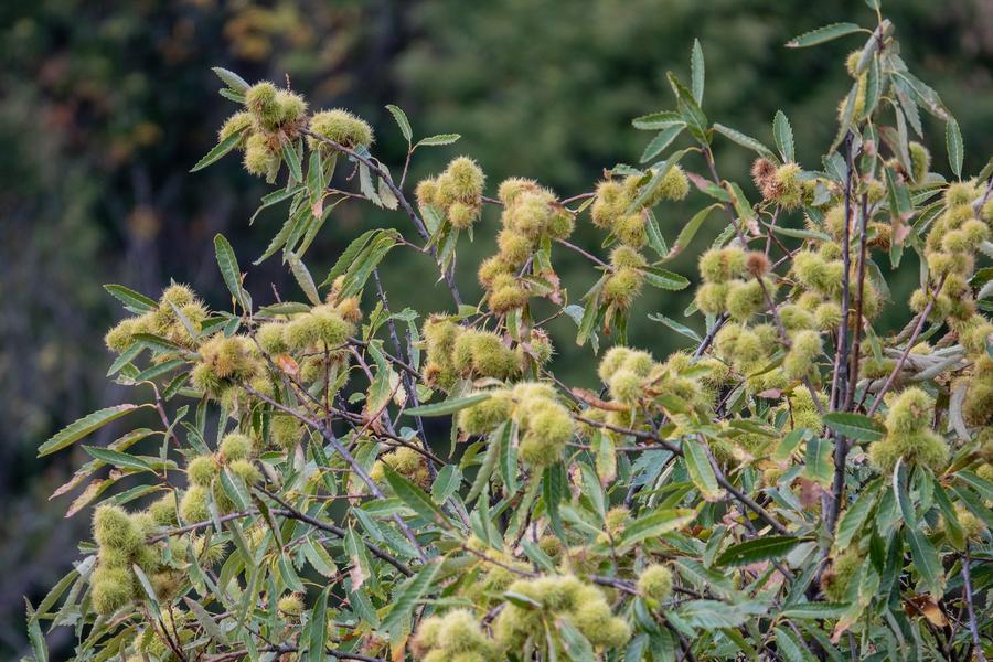 Verger conservatoire de châtaigniers_Jaujac