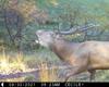 Brame du cerf