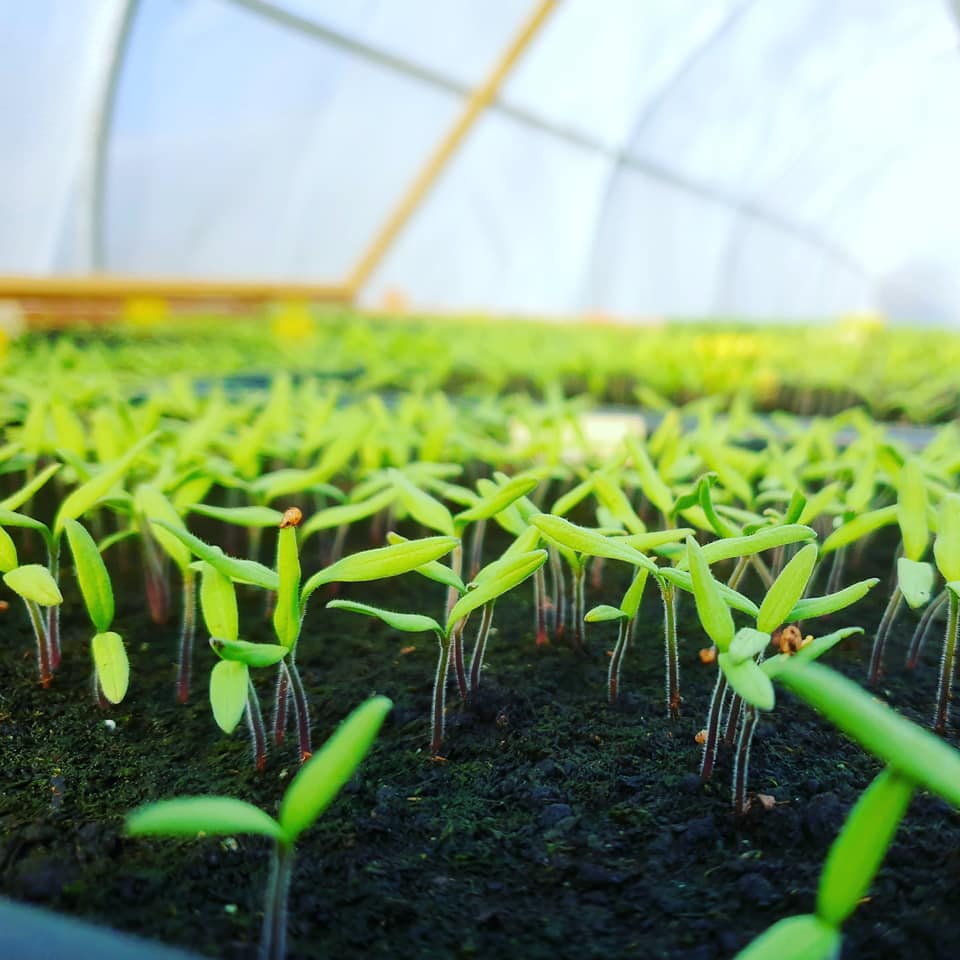 170497190_276486194016356_6921484212246304543_n