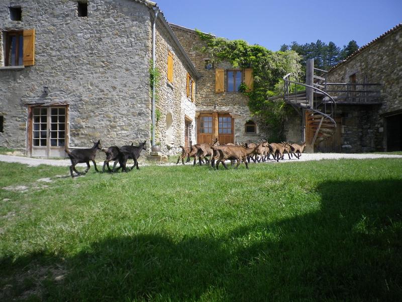 la ferme avec les chevrettes