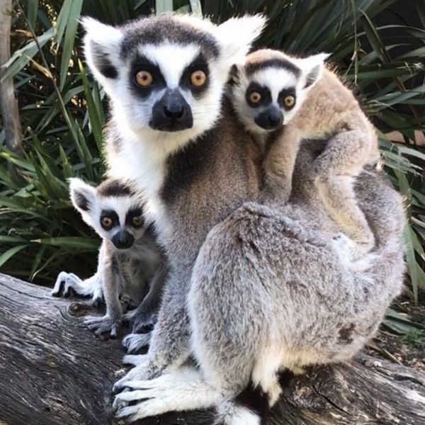 Jardin Zoologique Tropical