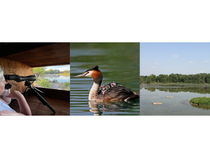 Visite guidée ornithologique à l’Écopôle du Forez_Chambéon