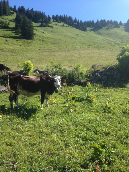 Alpage de Barbossine