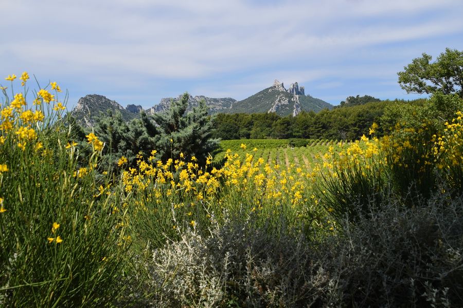 Suzette - vue Dentelles de Montmirail et genêts