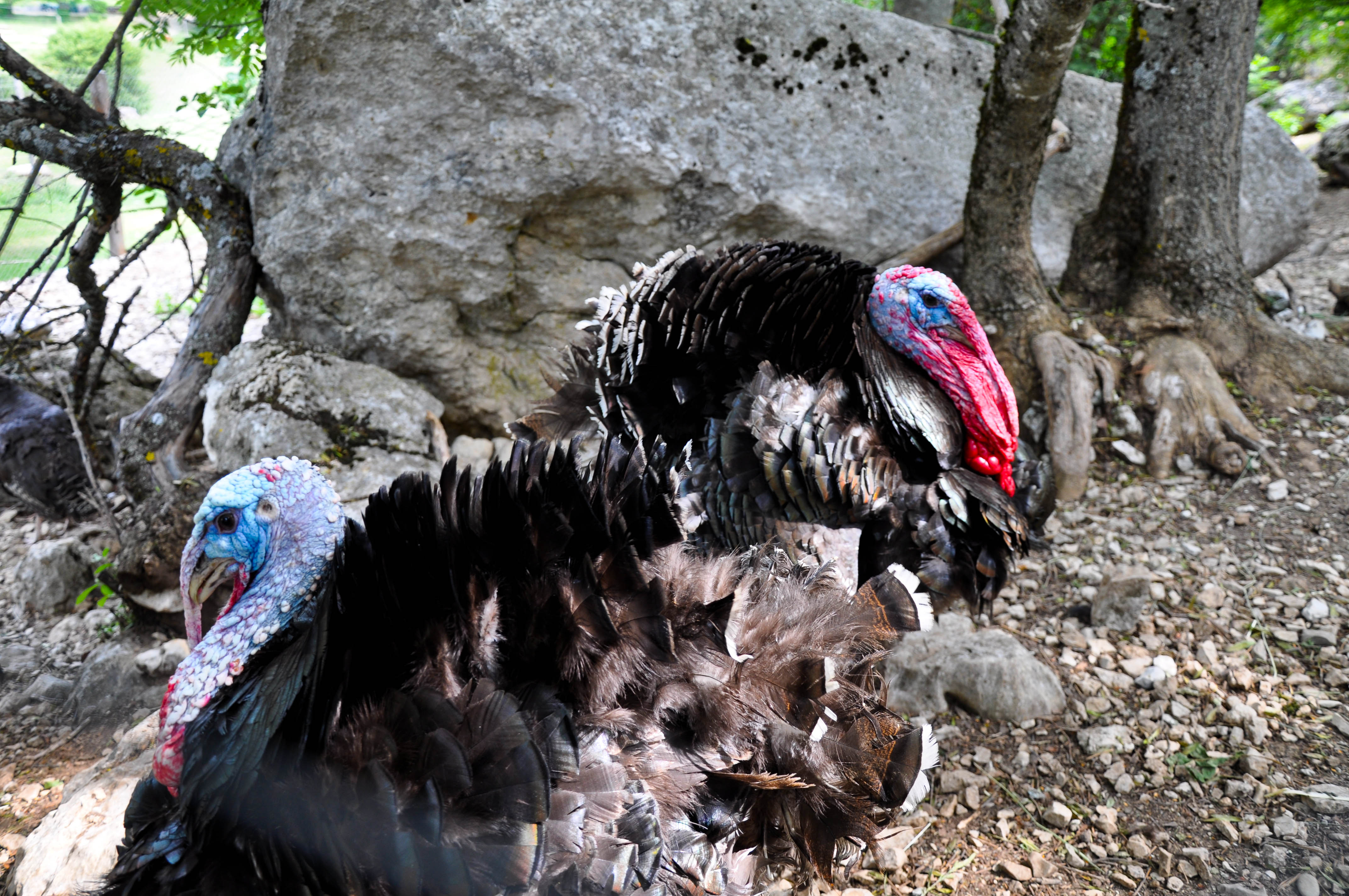 Parc animalier La Vallée Sauvage