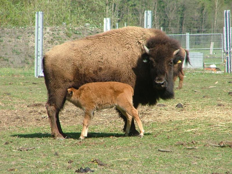 Ferme des bisons de l'Oisans