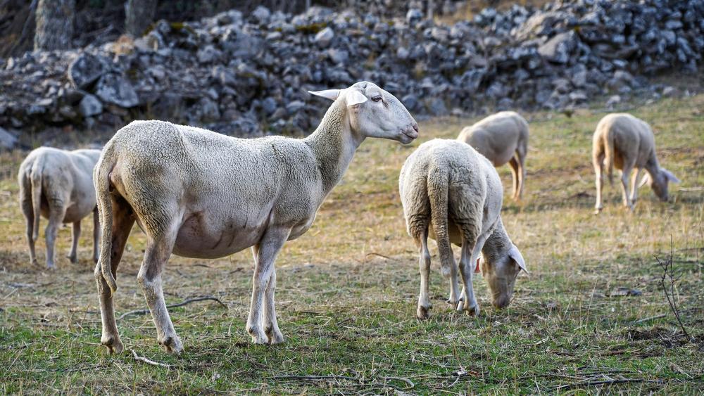 La Ferme de Bagarry_Le Bourguet