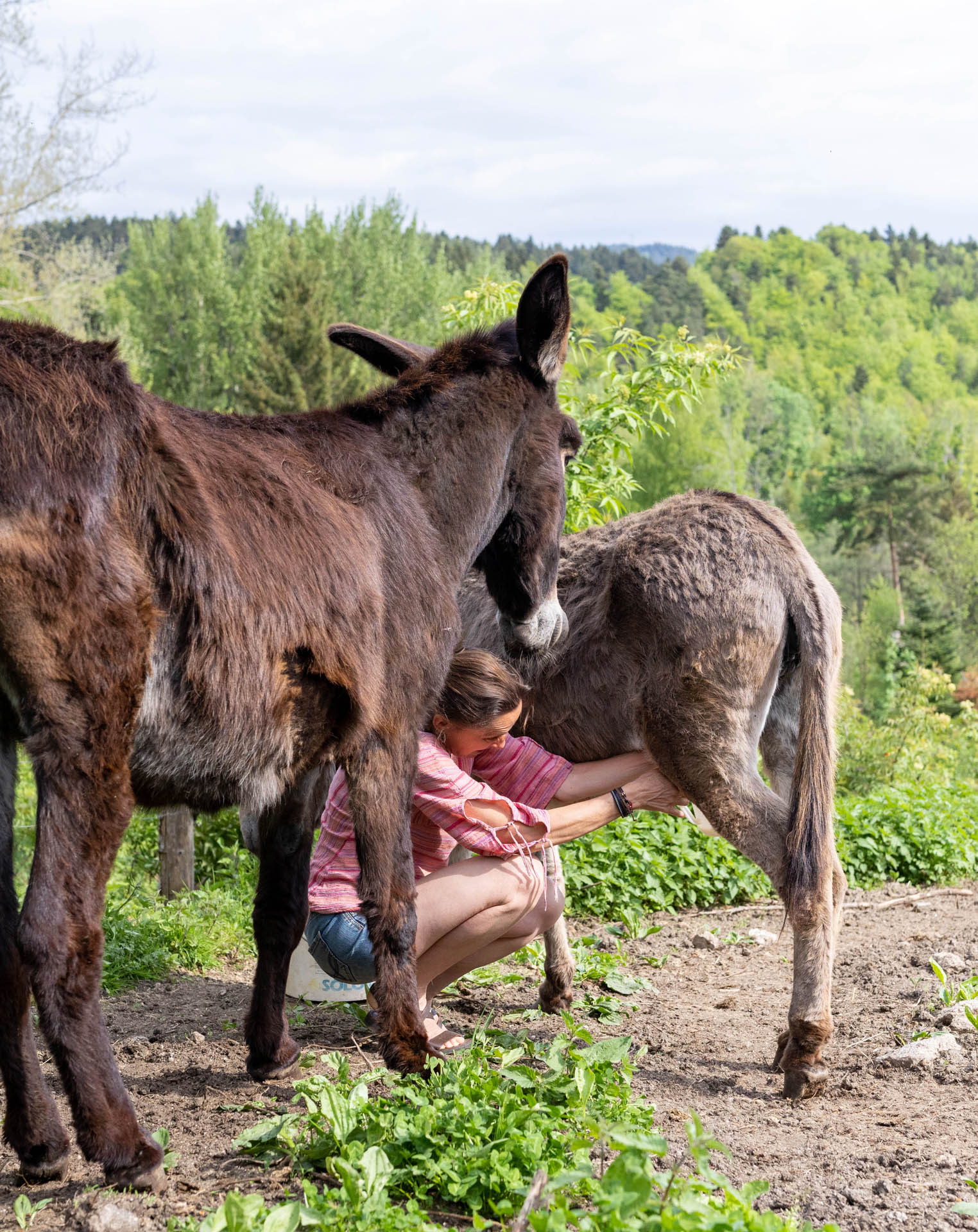 Visite âsinerie et savonnerie