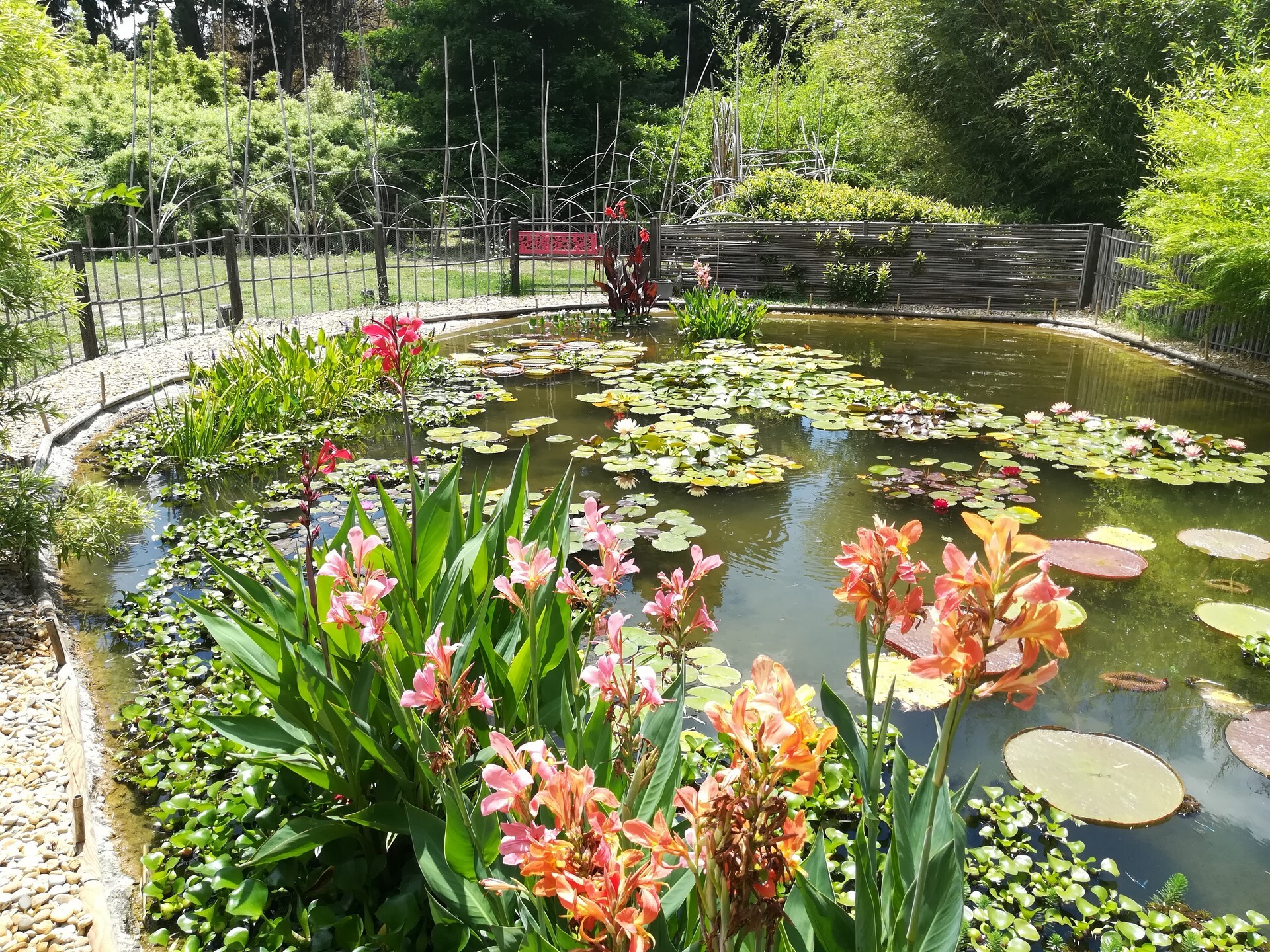 Bambous en Provence - photo 4