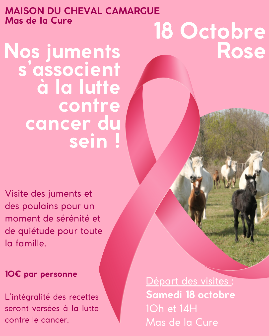Visite guidée des juments et des poulains au Mas de la Cure