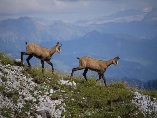 Chamois