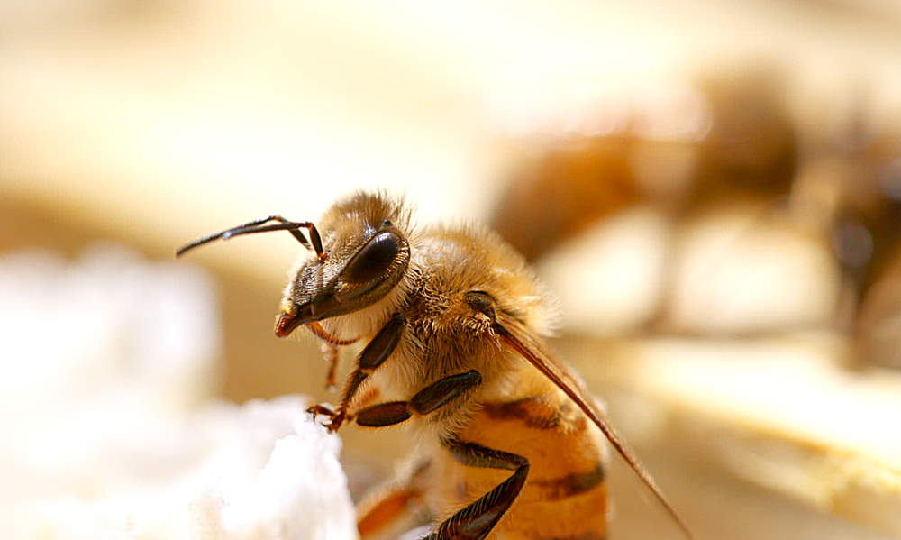 Visite de la Miellerie à la Ferme des Abeilles_Lagorce