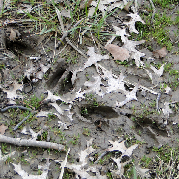 Mon mémo des animaux