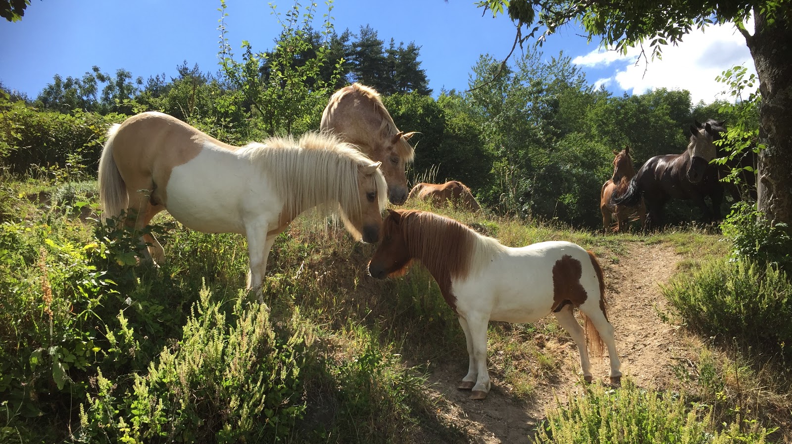la maison des poneys