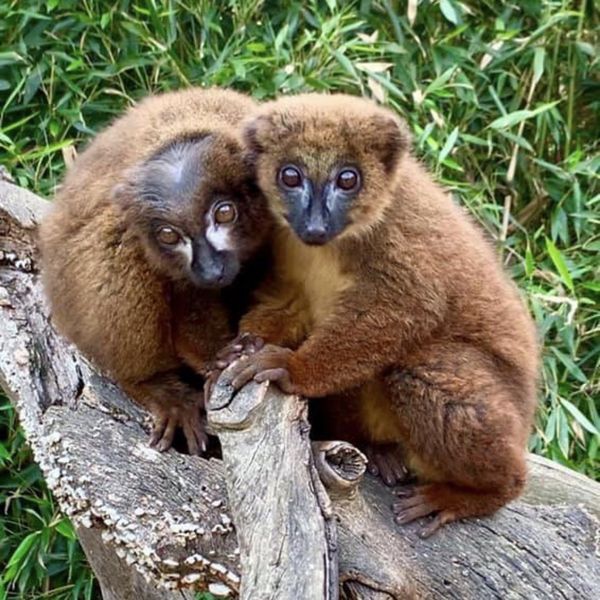 Jardin Zoologique Tropical