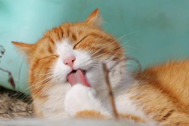 Collecte alimentaire pour chat
