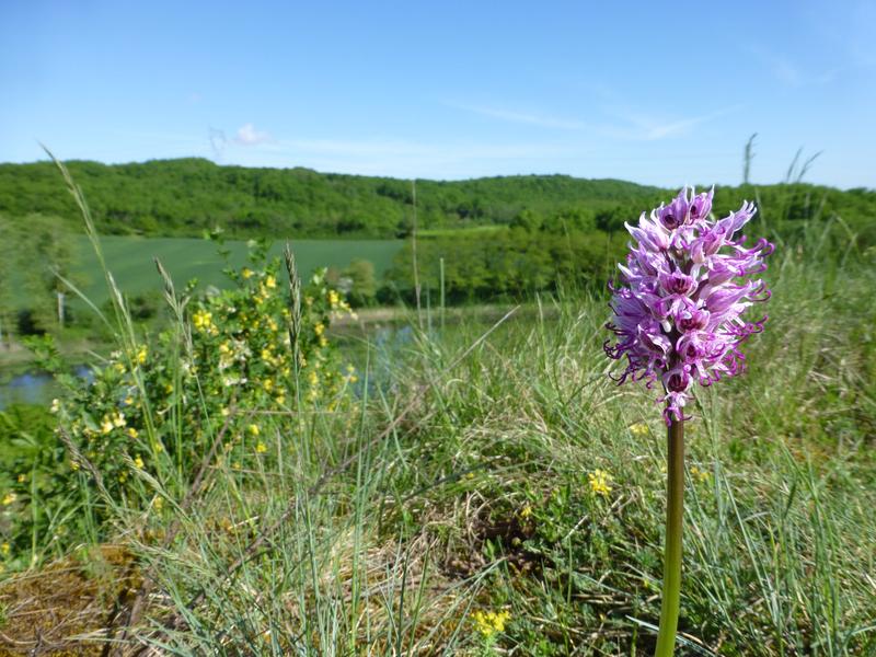 Balade nature à Siccieu : autour de l’étang de Bas et des falaises des Ravières_Siccieu-Saint-Julien-et-Carisieu