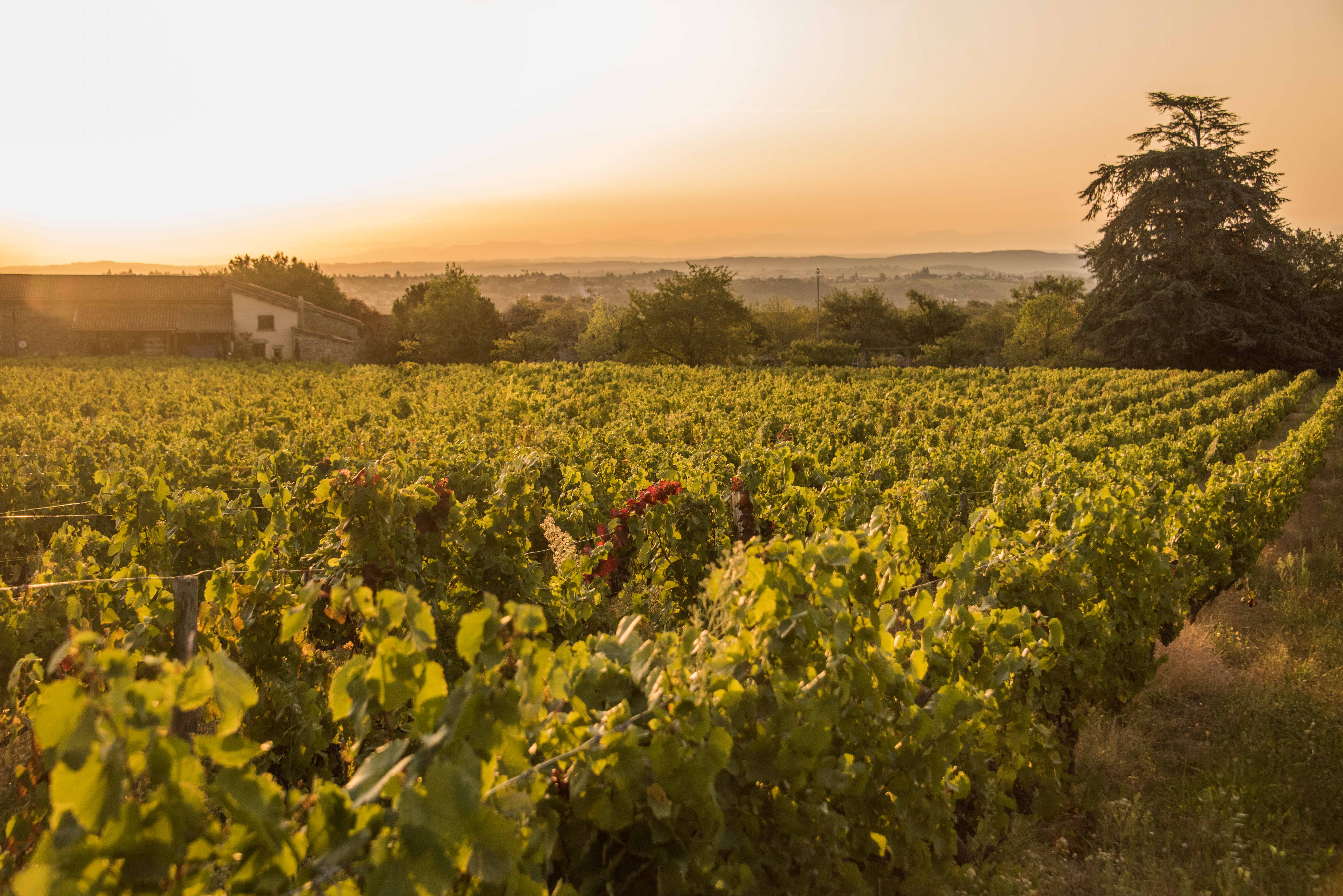 Visite des vignes et de la cave avec dégustation