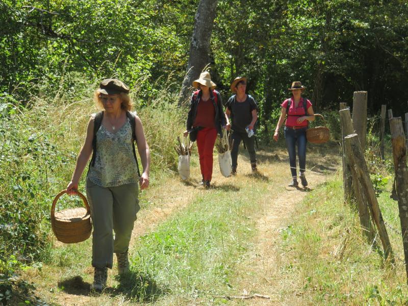 Les plantes sauvages comestibles et médicinales - Découverte_Chalmazel - Jeansagnière